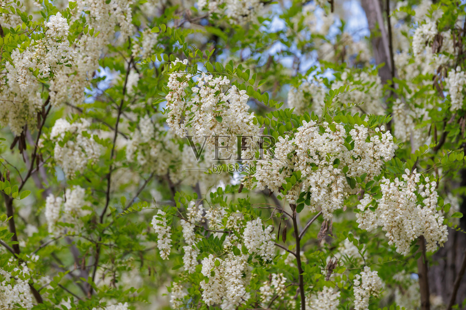 金合欢花开枝带春，选择性聚焦照片摄影图片