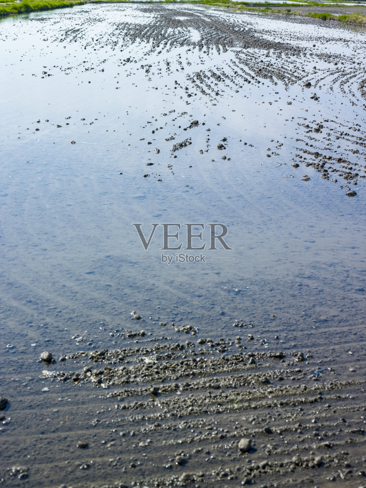 稻田照片摄影图片