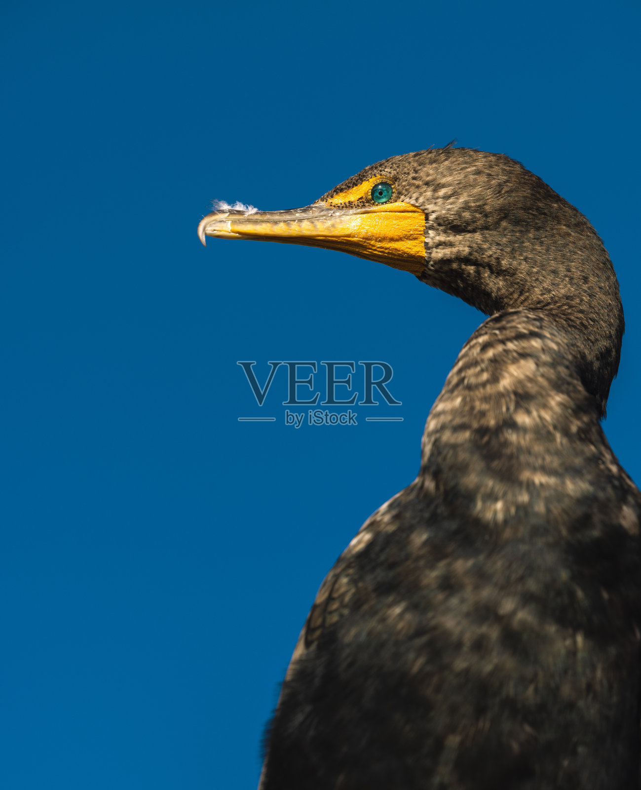 双冠鸬鹚特写照片摄影图片