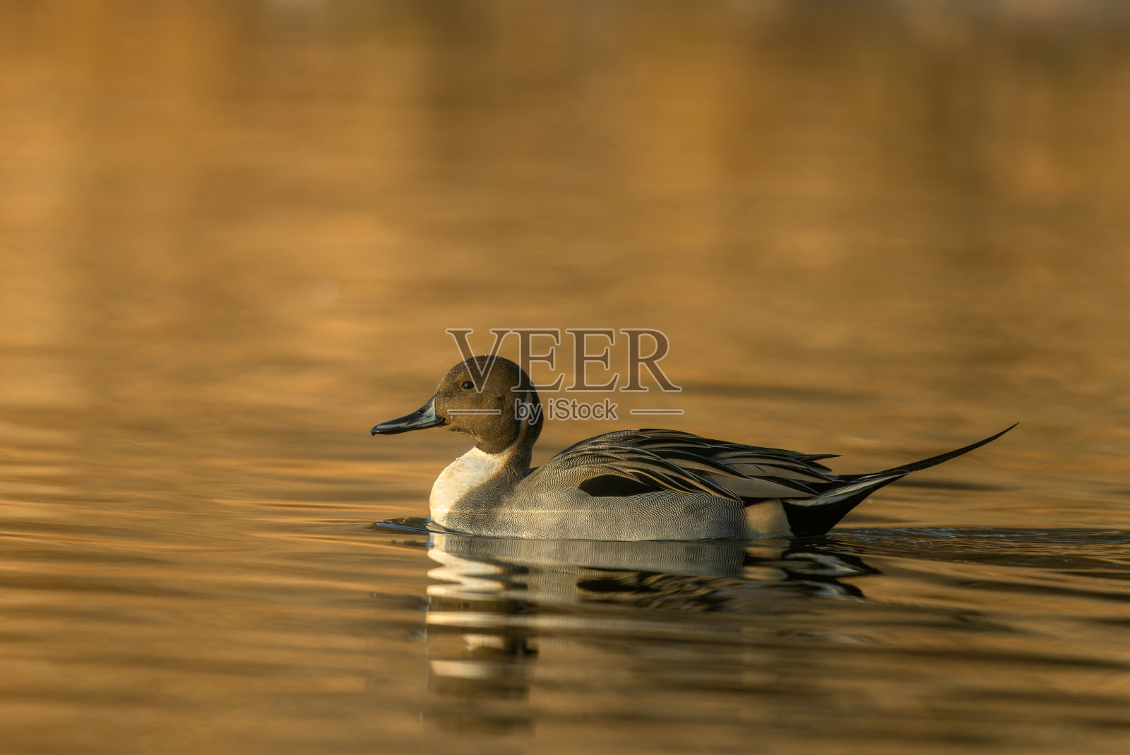 雄性北针尾鱼(Anas acuta)照片摄影图片