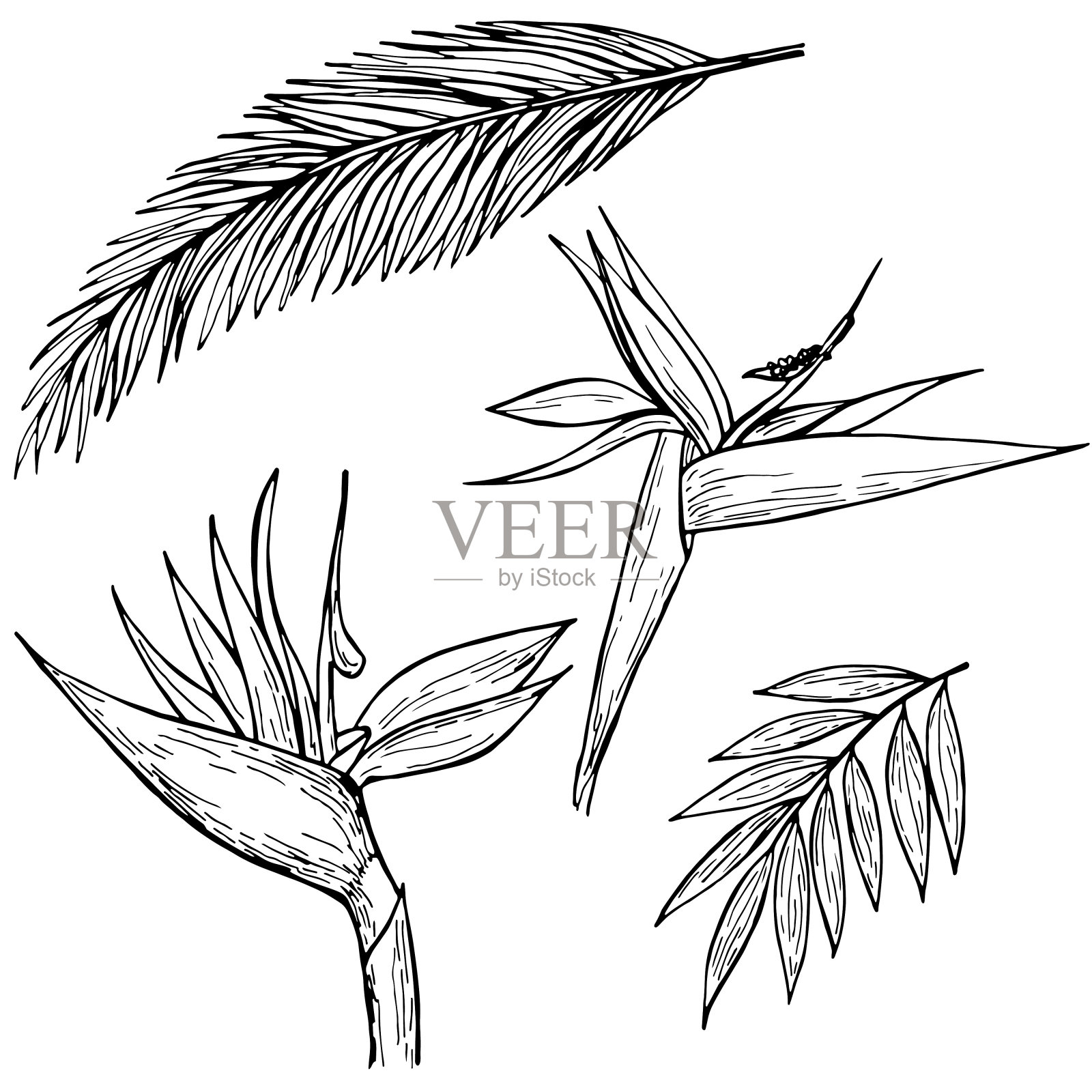 手绘墨水笔画，白色背景上的热带树叶。元素的集合。向量illustation。插画图片素材