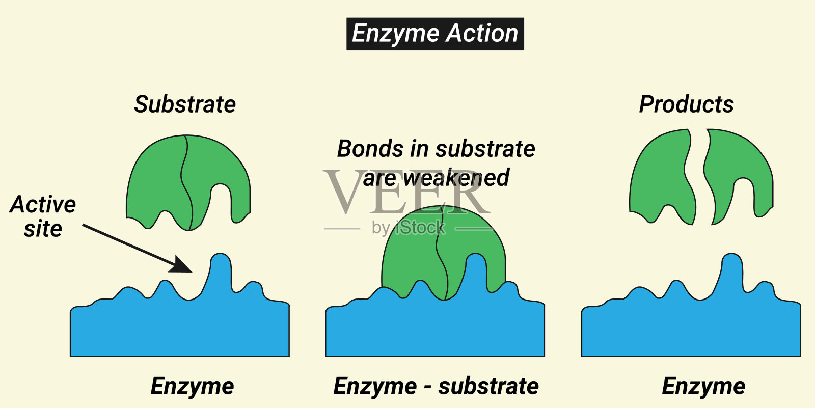 酶与其底物形成的结合称为酶底物复合物。插画图片素材