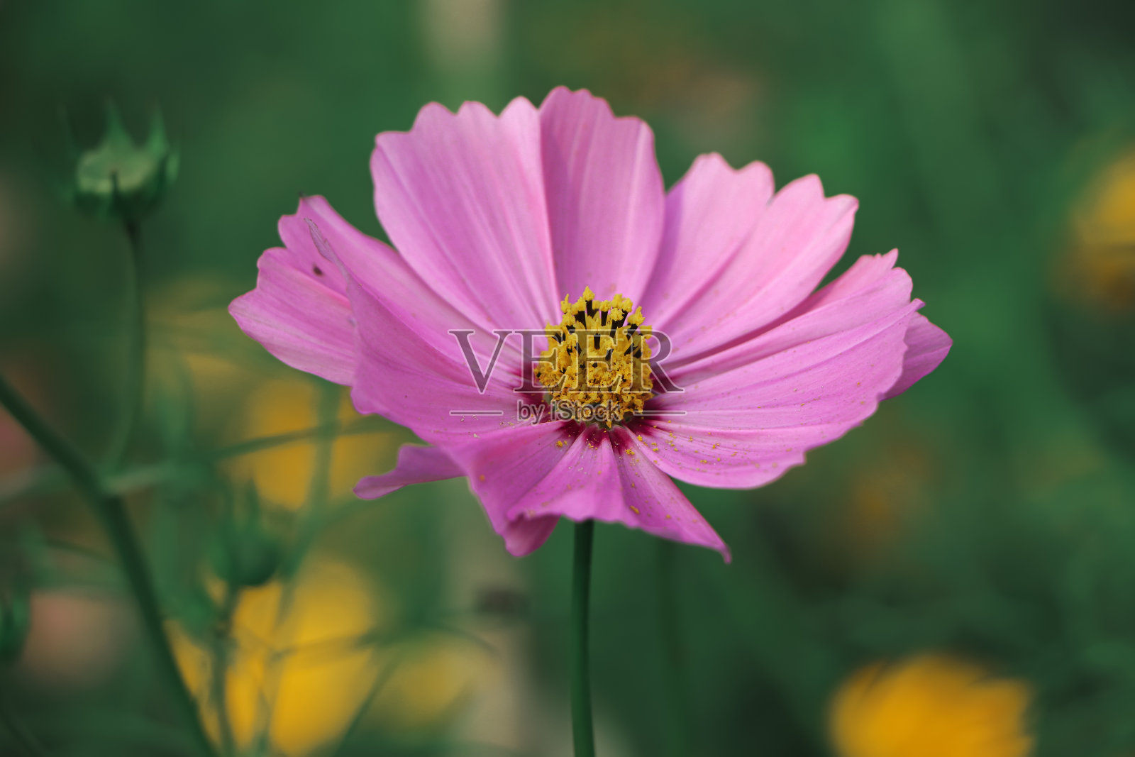 粉红色宇宙花特写背景照片摄影图片