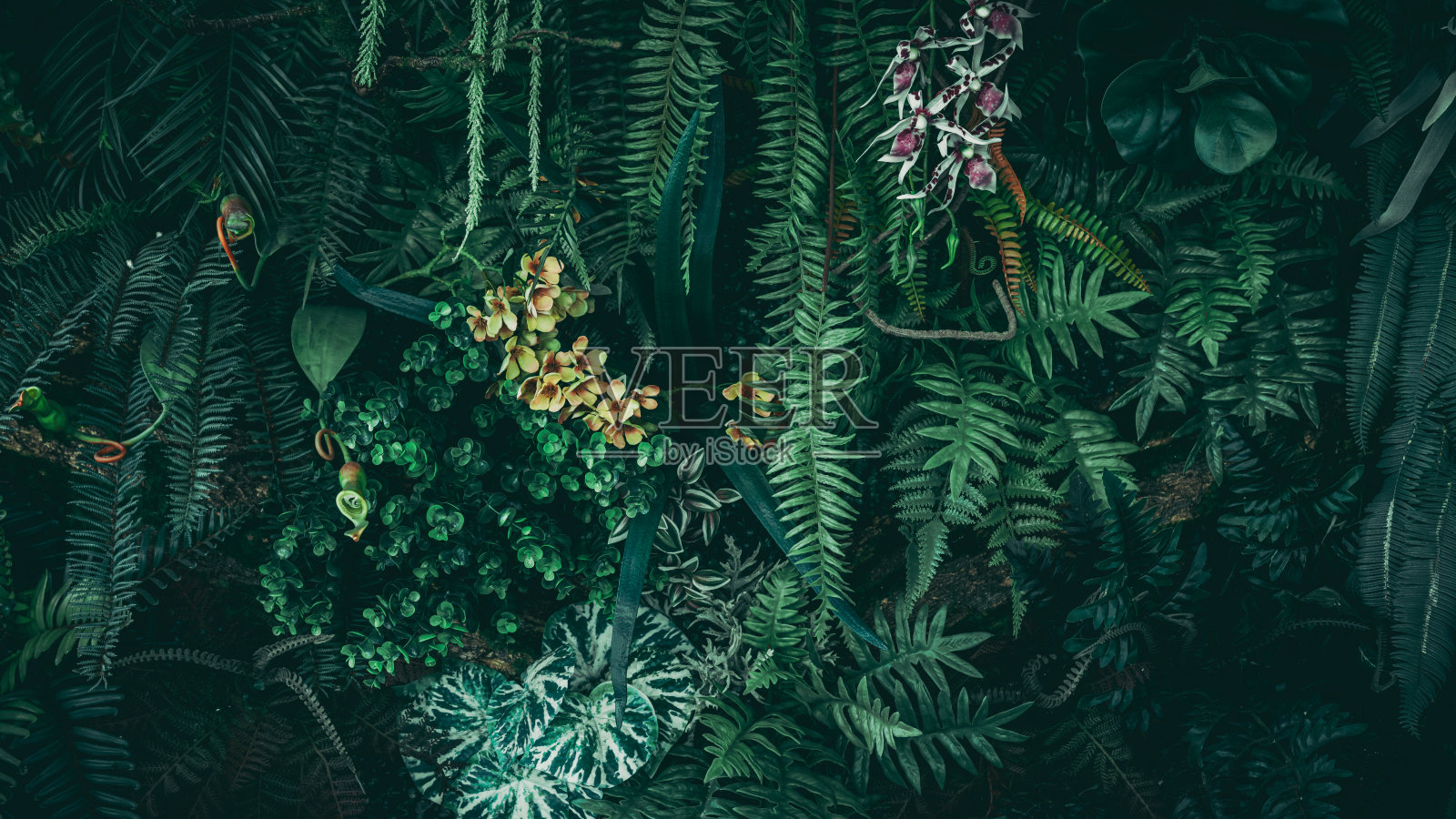 接近热带绿叶纹理和抽象的背景。，自然概念。，暗色调。照片摄影图片