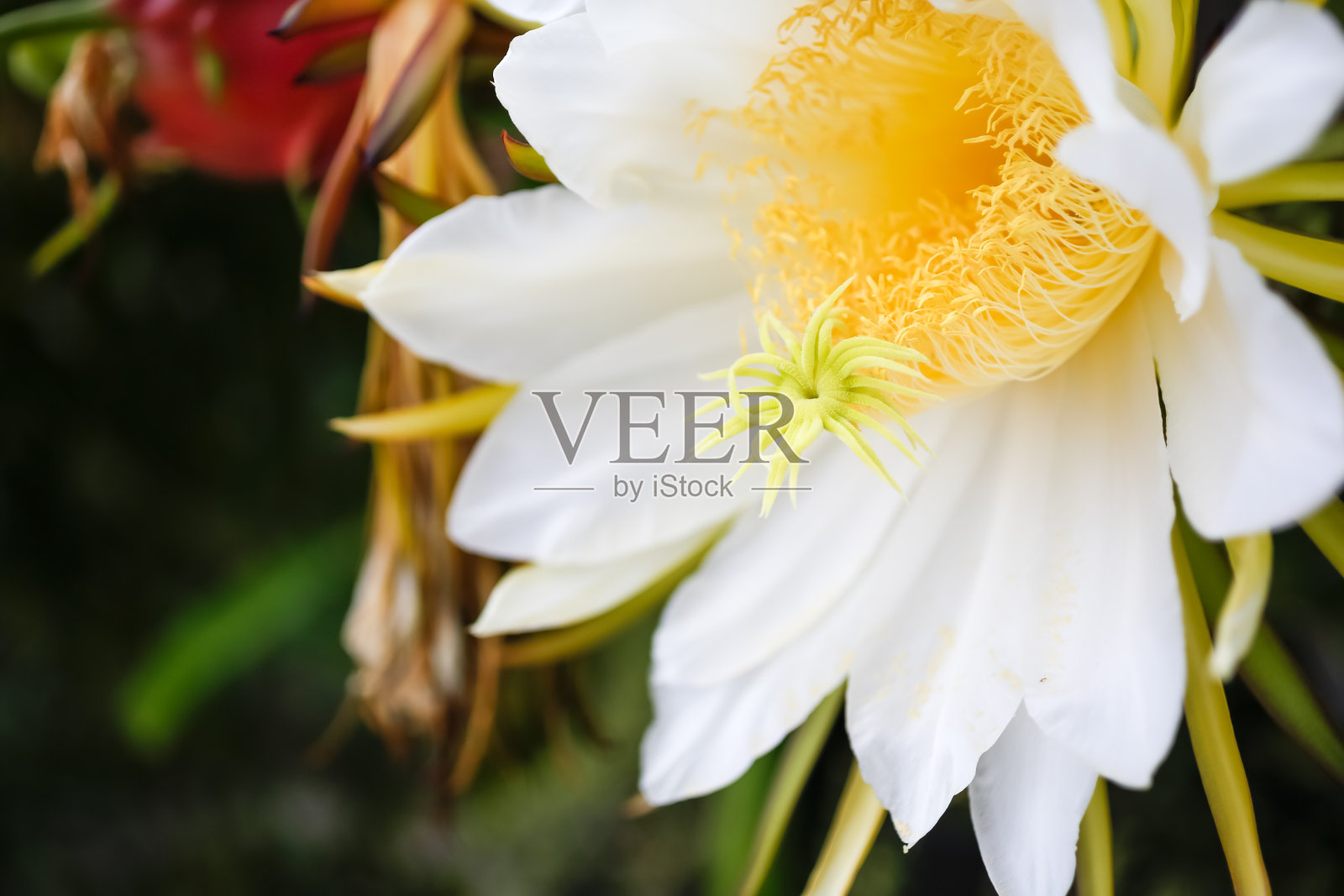 盛开的火龙果照片摄影图片