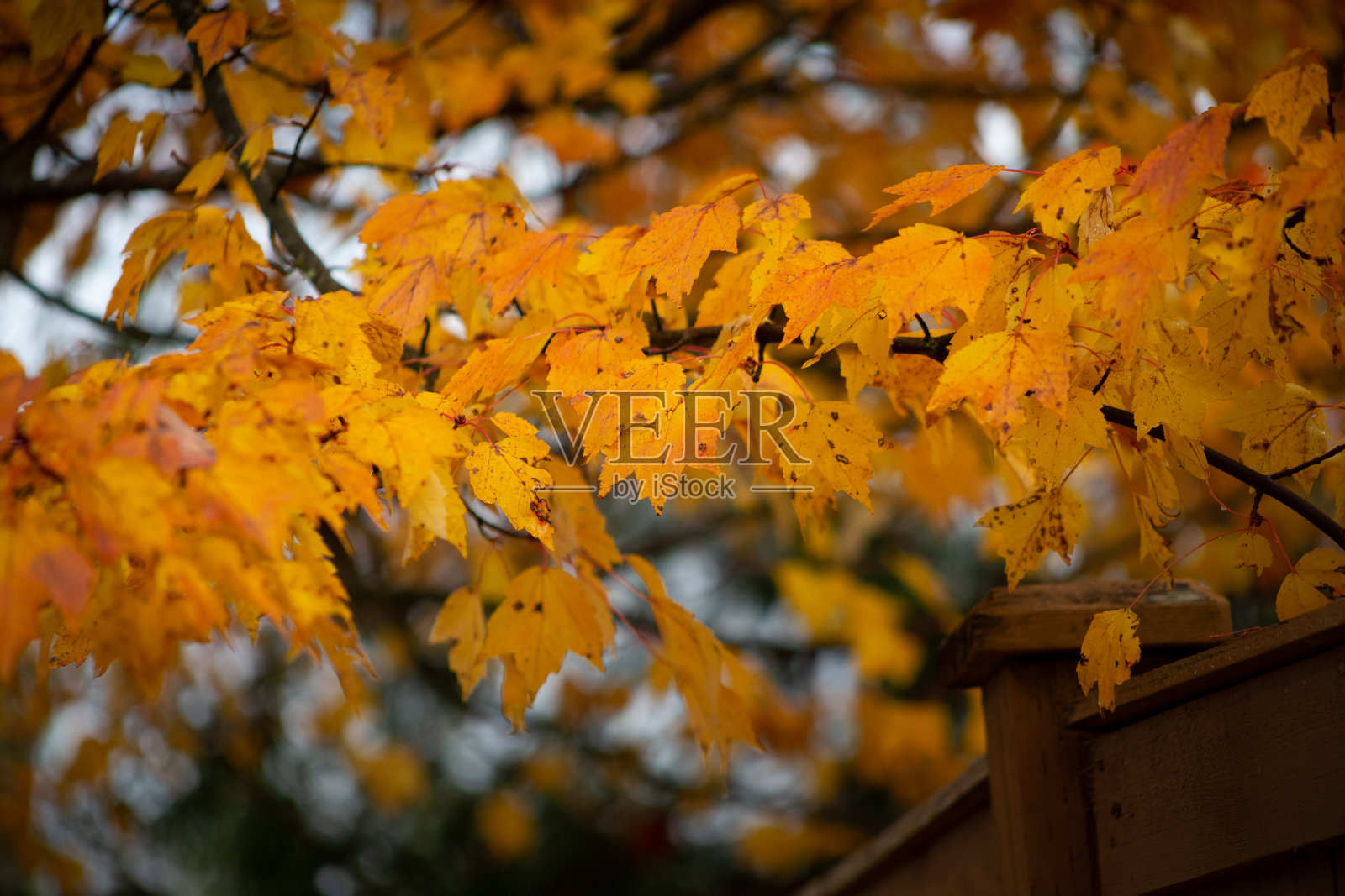 金黄色的叶子照片摄影图片