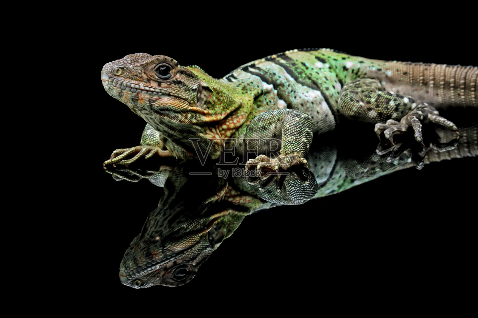 黑色反射上的similtenosaura蜥蜴照片摄影图片