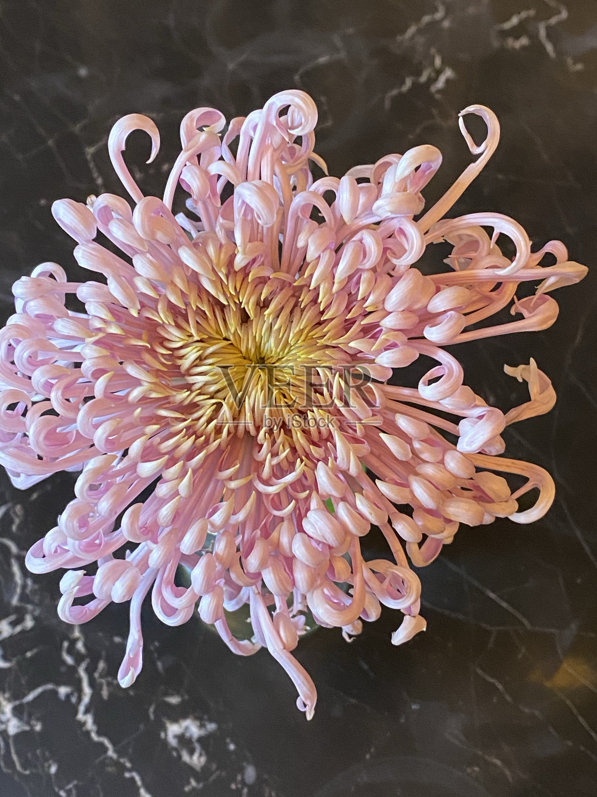 粉红色的菊花照片摄影图片