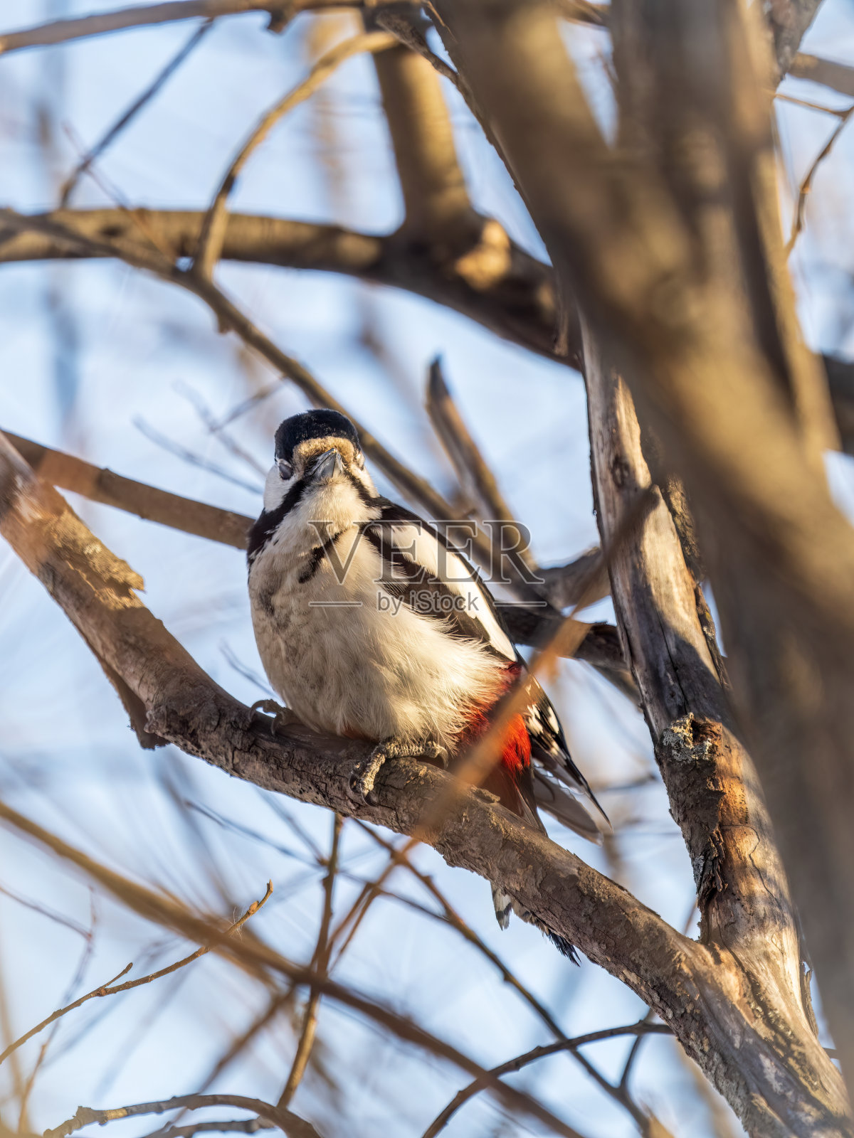 小啄木鸟坐在树干上。大斑啄木鸟，大斑啄木鸟照片摄影图片