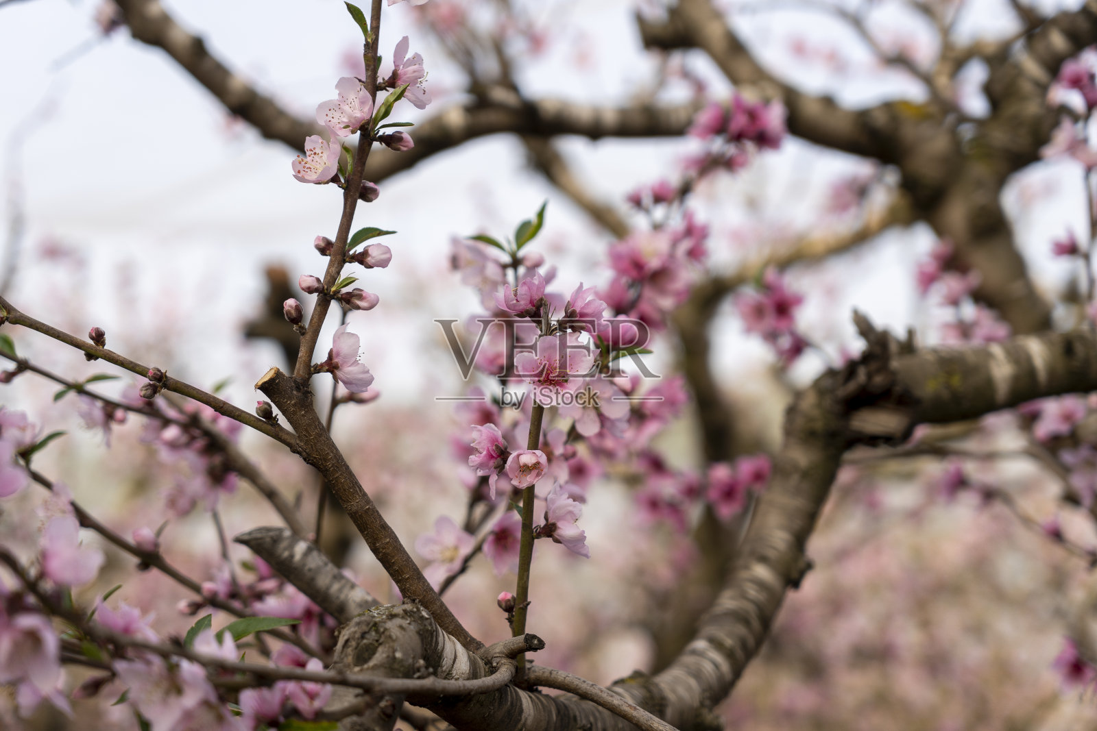 盛开的桃园照片摄影图片