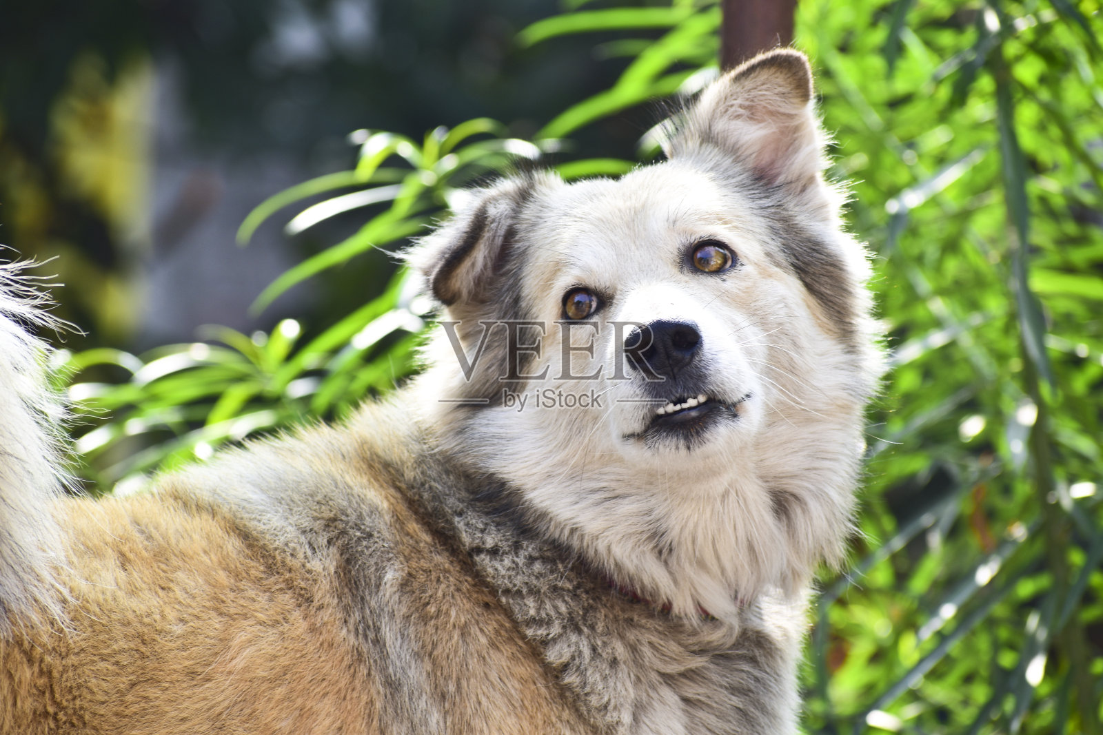 棕色混杂着狗舌头和快乐的脸，徒步旅行的狗照片摄影图片