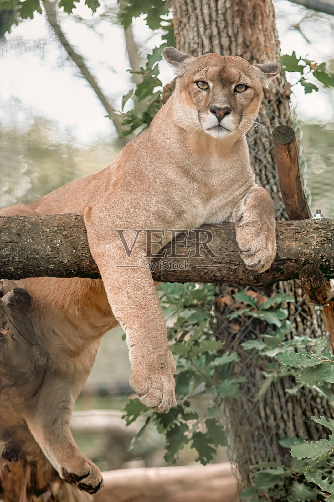 美洲狮在树上放松照片摄影图片