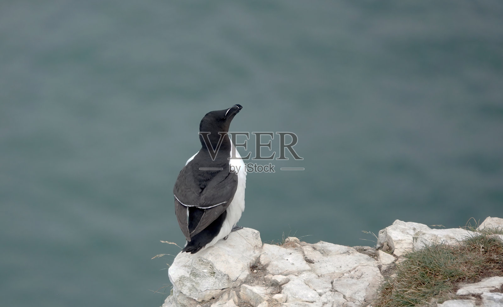一只剃刀鸟的后视图，alca torda，栖息在海洋上方的悬崖上。照片摄影图片