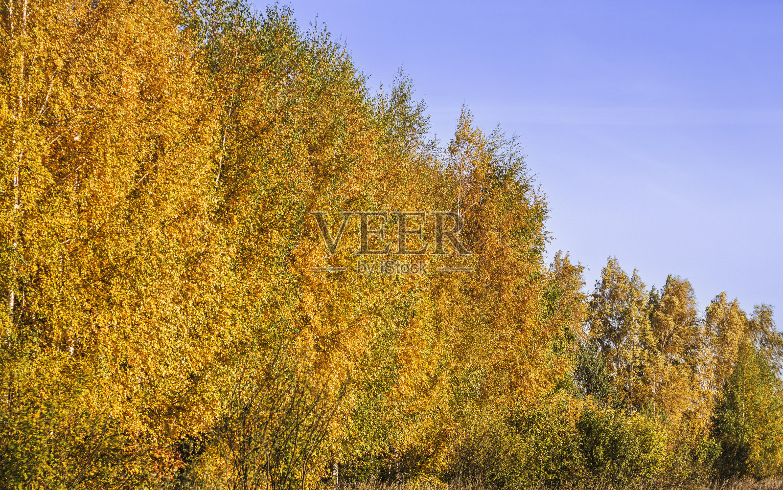 秋天的风景金黄色的树木在阳光明媚的天气照片摄影图片