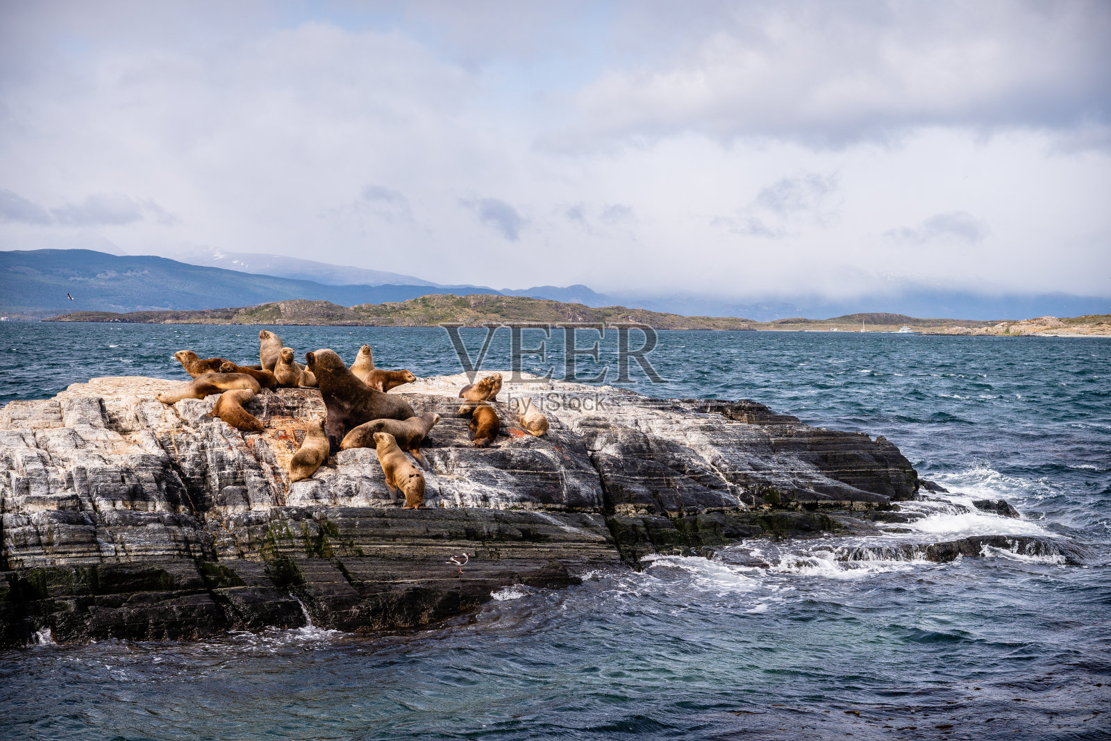 比格尔海峡是著名的通航海域，在那里可以看到海洋生物照片摄影图片