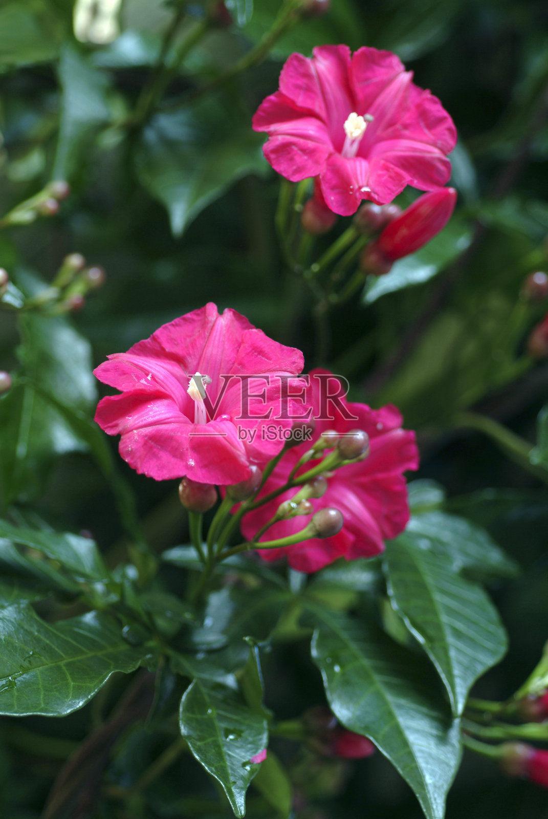 自然之美。照片摄影图片