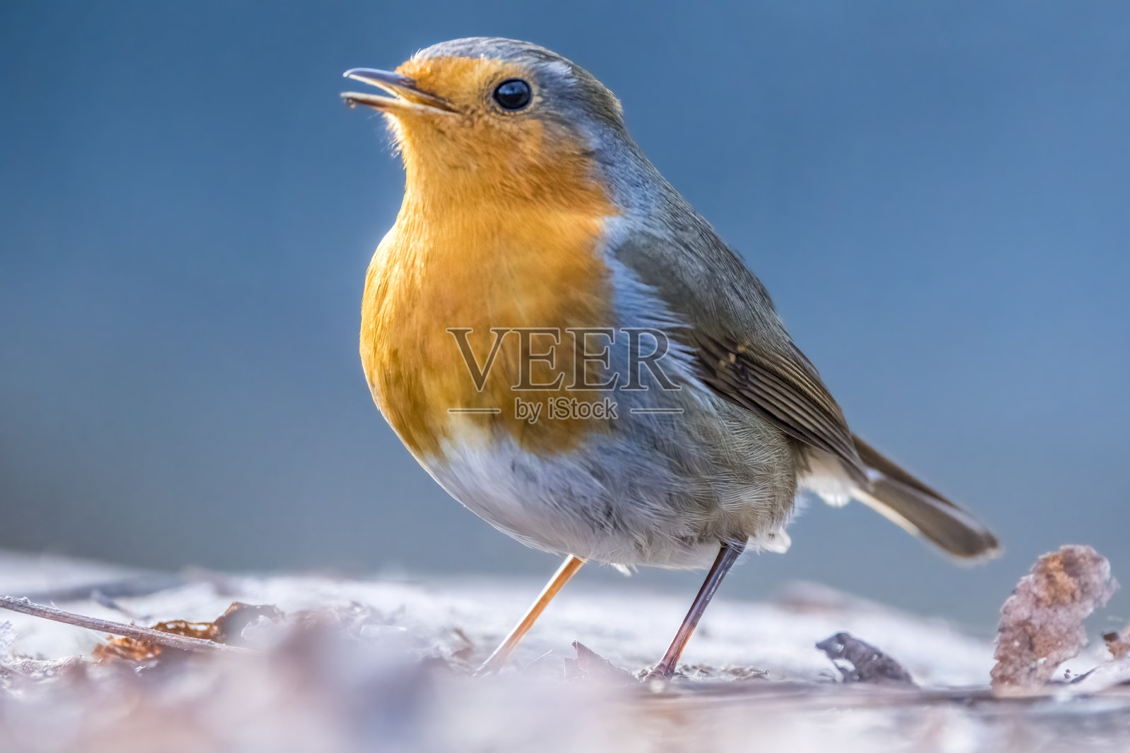 在德国黑森州法兰克福的城市森林里，一只知更鸟正在地上寻找冬天的食物。照片摄影图片