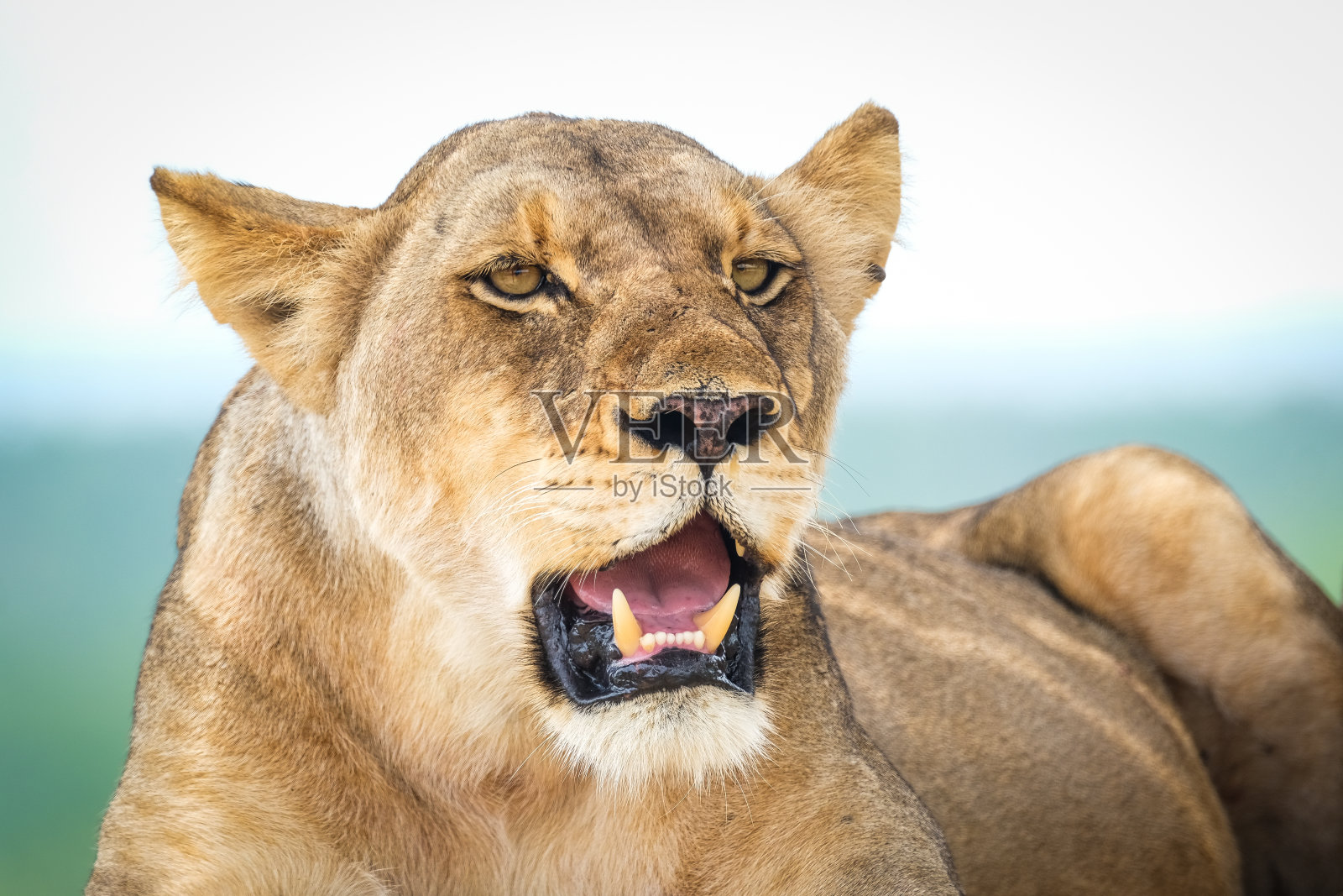 野生动物特写中的母狮照片摄影图片
