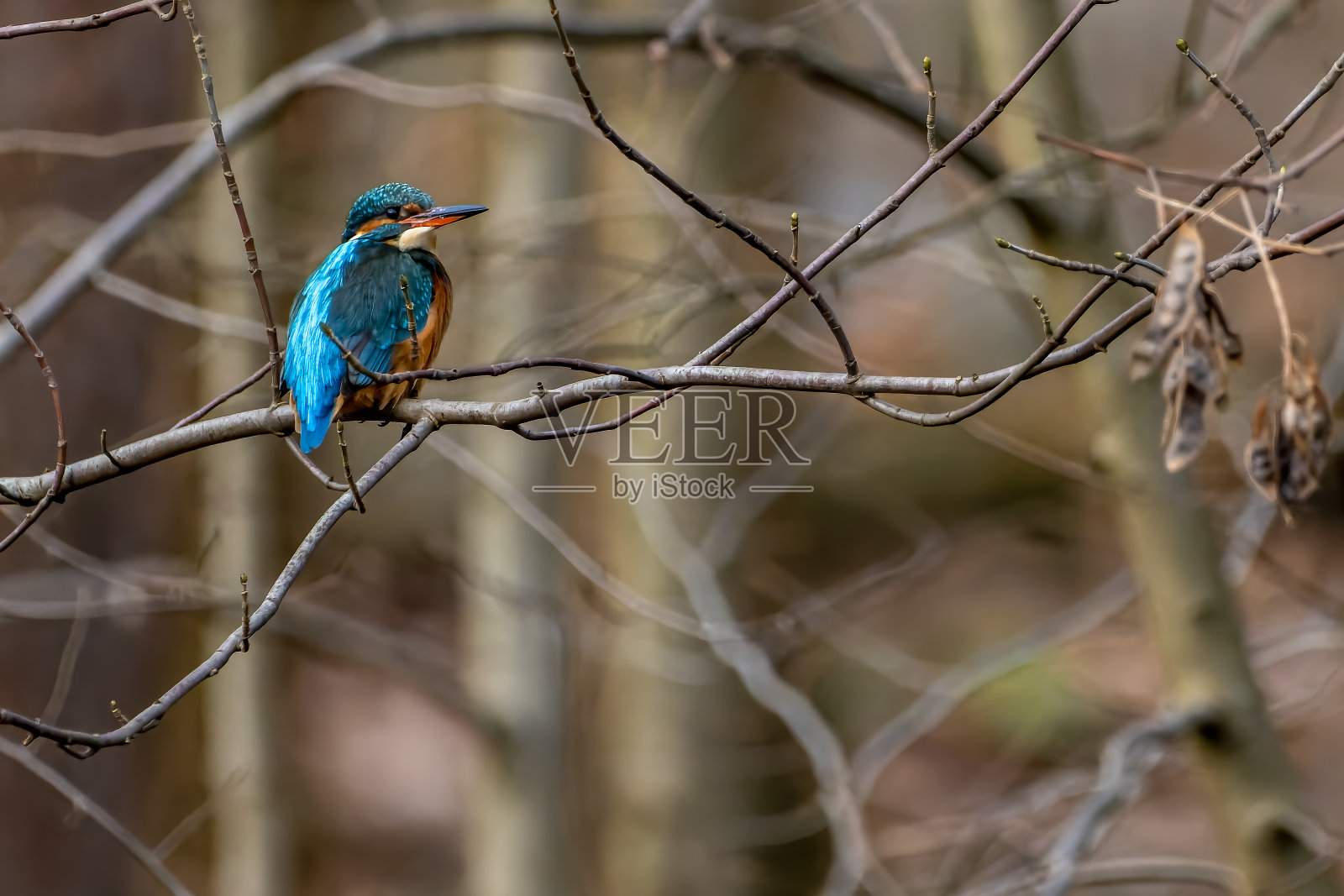 夏天阳光明媚的一天，在德国法兰克福附近的“雅可比威赫”池塘里，一只色彩鲜艳的翠鸟坐在树上。照片摄影图片