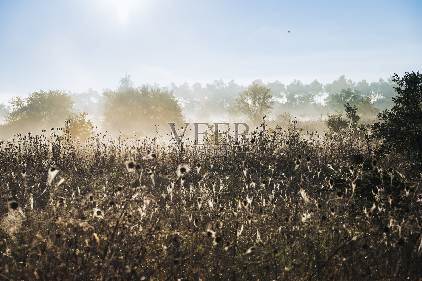维吉亚诺乡村的秋季景观，瓦尔德阿格里，巴西利卡塔照片摄影图片