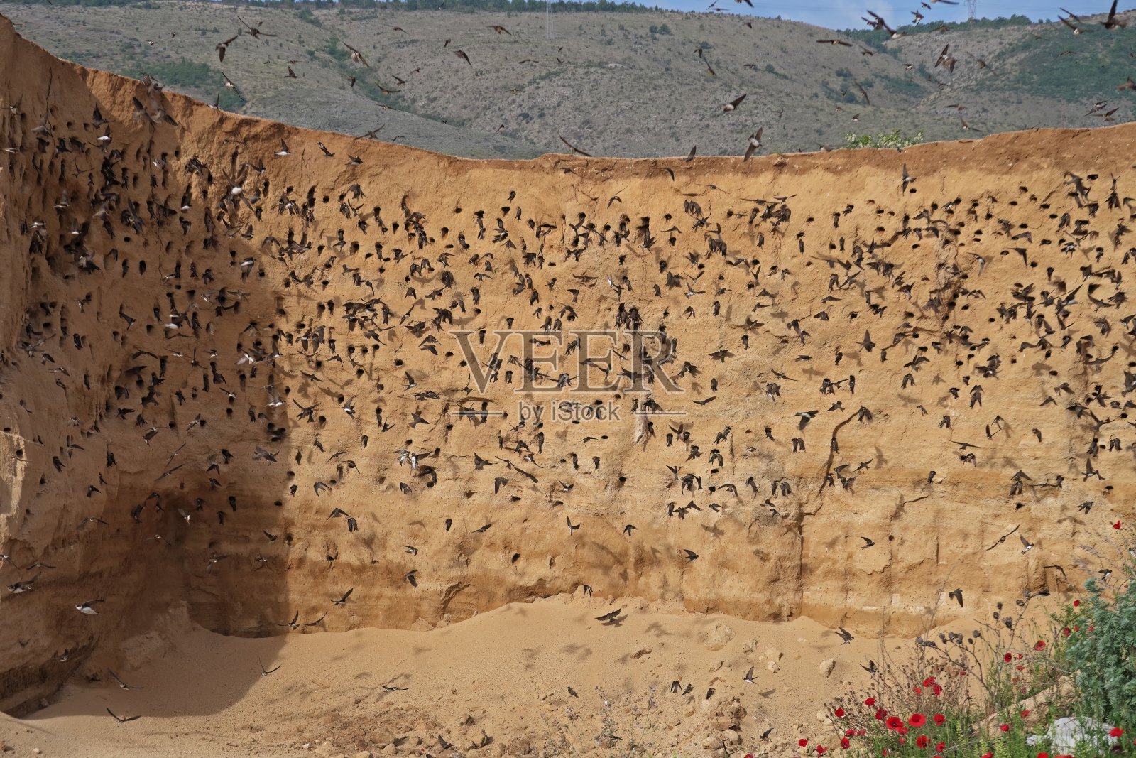 砂马丁照片摄影图片