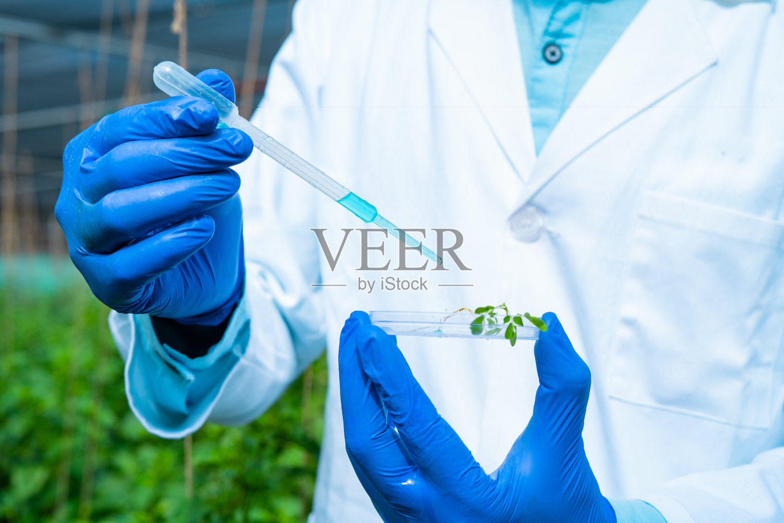 近距离拍摄农业科学家在温室为实验用的小样品植物添加化学物质-概念现代农业，生物技术和创新或研究照片摄影图片