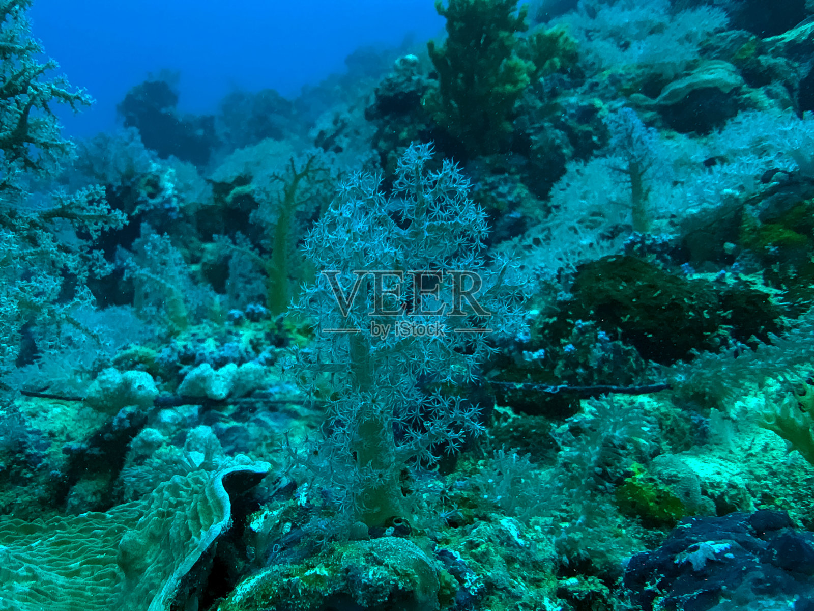 珊瑚树照片摄影图片