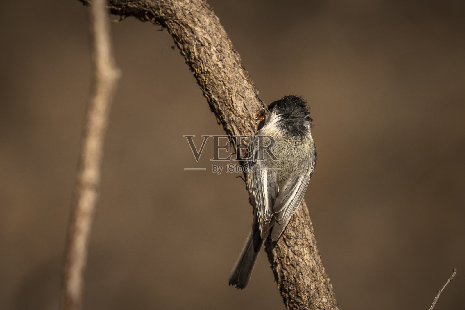 一个多风的下午，黑顶山雀正在吃树汁照片摄影图片