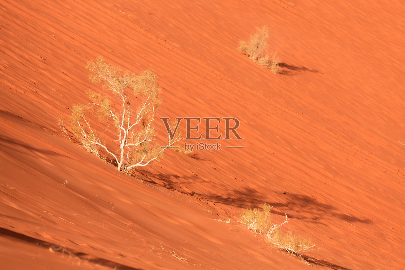 干燥的植物，橙色的沙漠沙子，约旦的瓦迪拉姆照片摄影图片