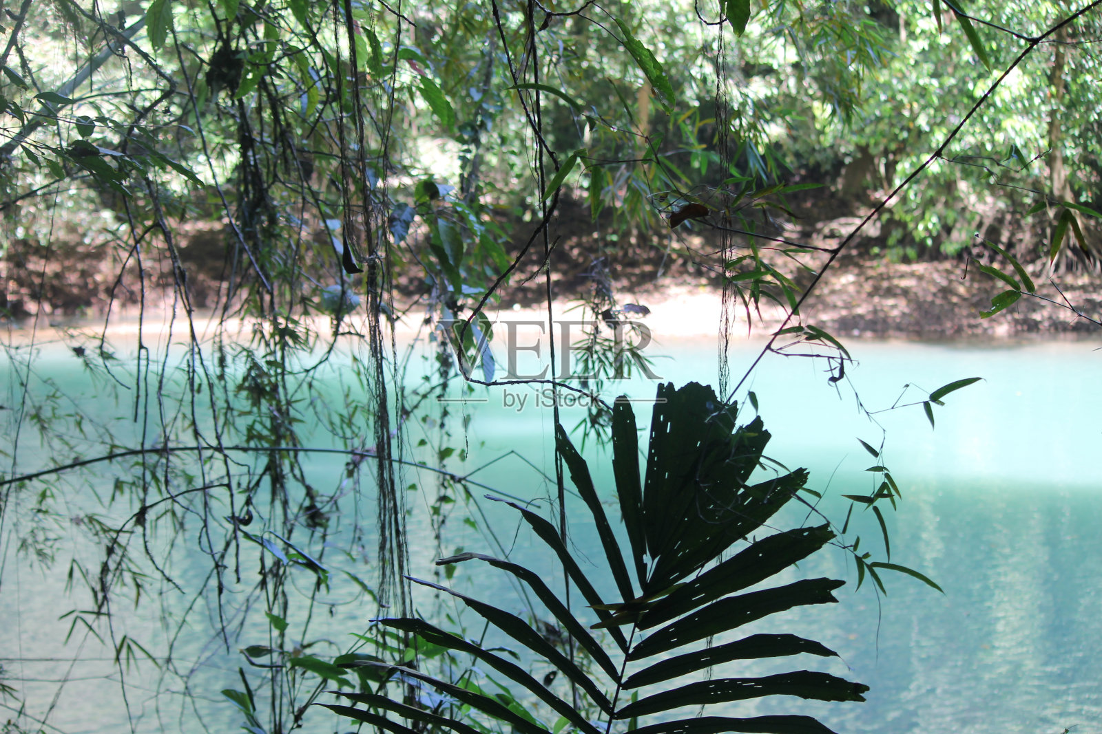 树叶后的湖景照片摄影图片