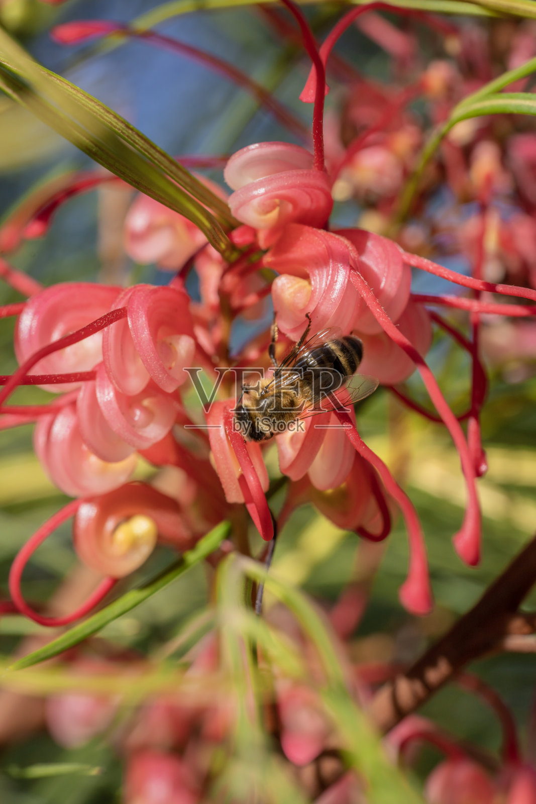 迷迭香或迷迭香。在植物园里，有红色花朵的迷迭香丛和授粉的蜜蜂照片摄影图片