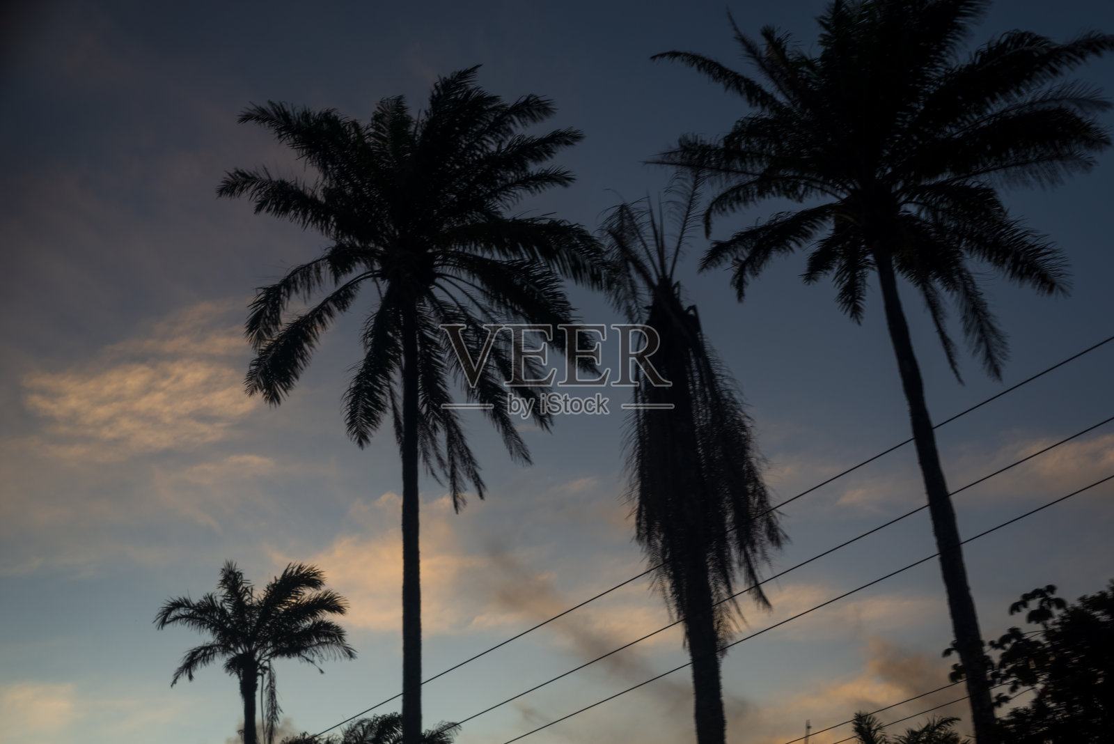 日落时树木和电线的剪影。照片摄影图片