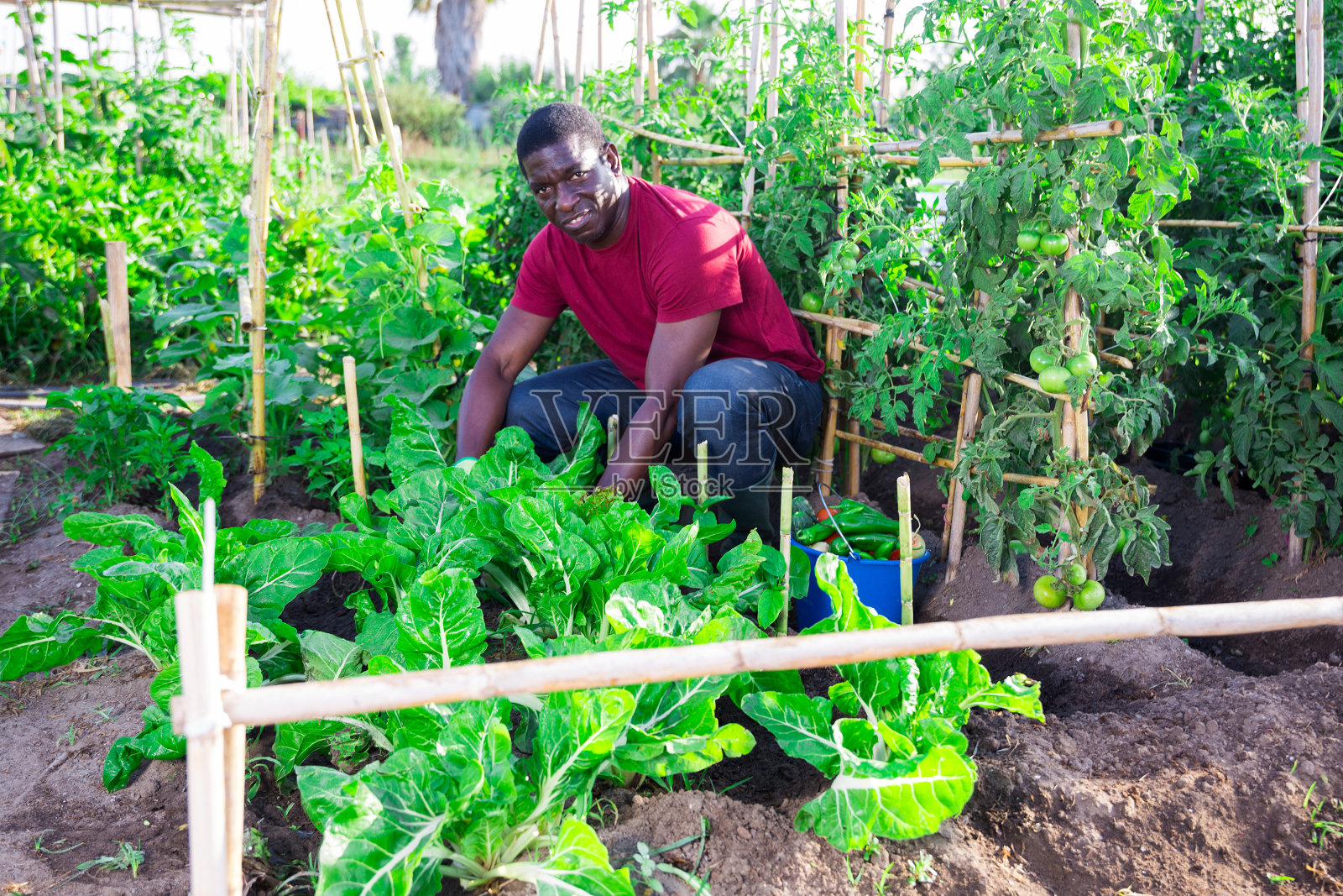 一名非裔美国男子在花园里的床上种植卷心菜照片摄影图片