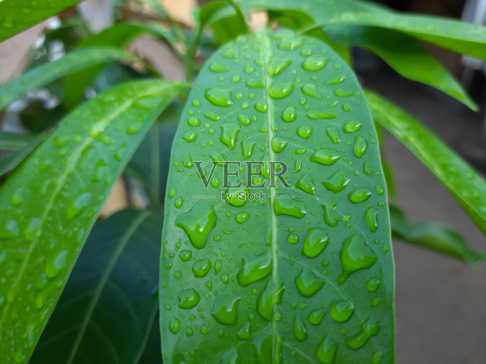 水滴在绿叶上，新鲜的薄荷叶上，芒果叶子上，绿色的芒果植株上。照片摄影图片