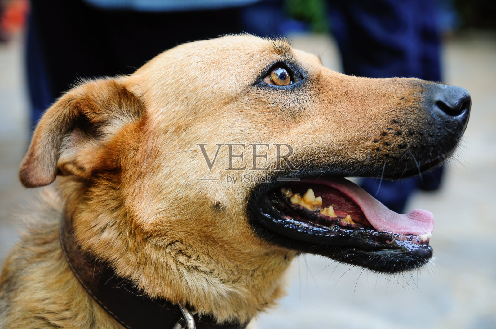一只带项圈的狗的特写照片照片摄影图片