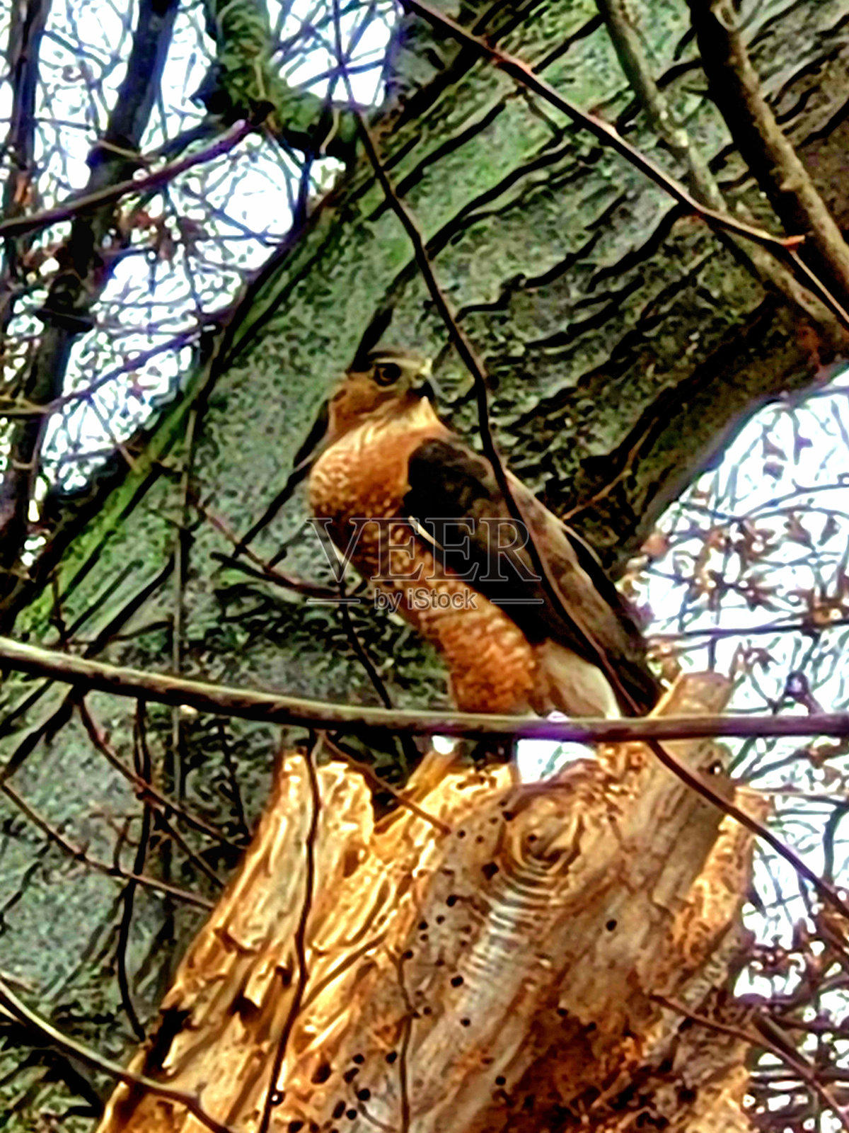 一只鹰在树上照片摄影图片