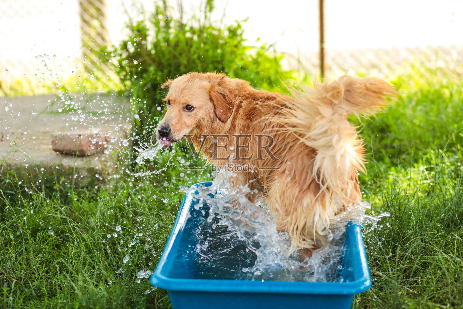 年轻的金毛猎犬在夏天洗澡照片摄影图片