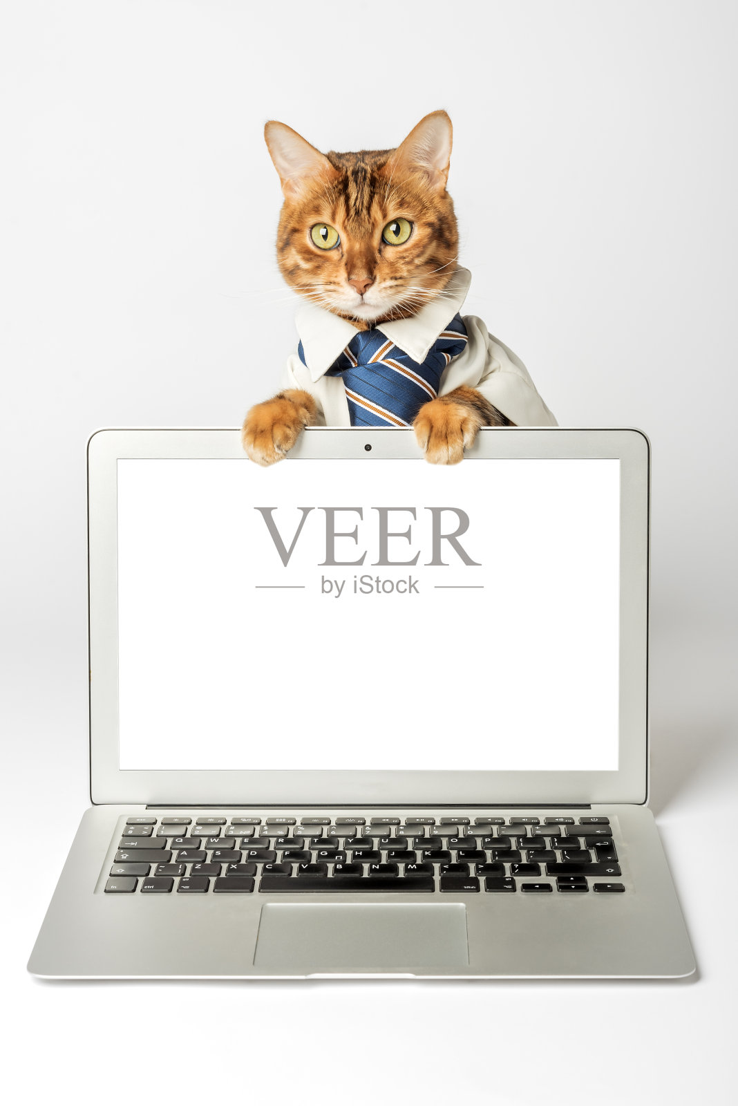 白色背景下的一只猫和一台笔记本电脑的特写。照片摄影图片