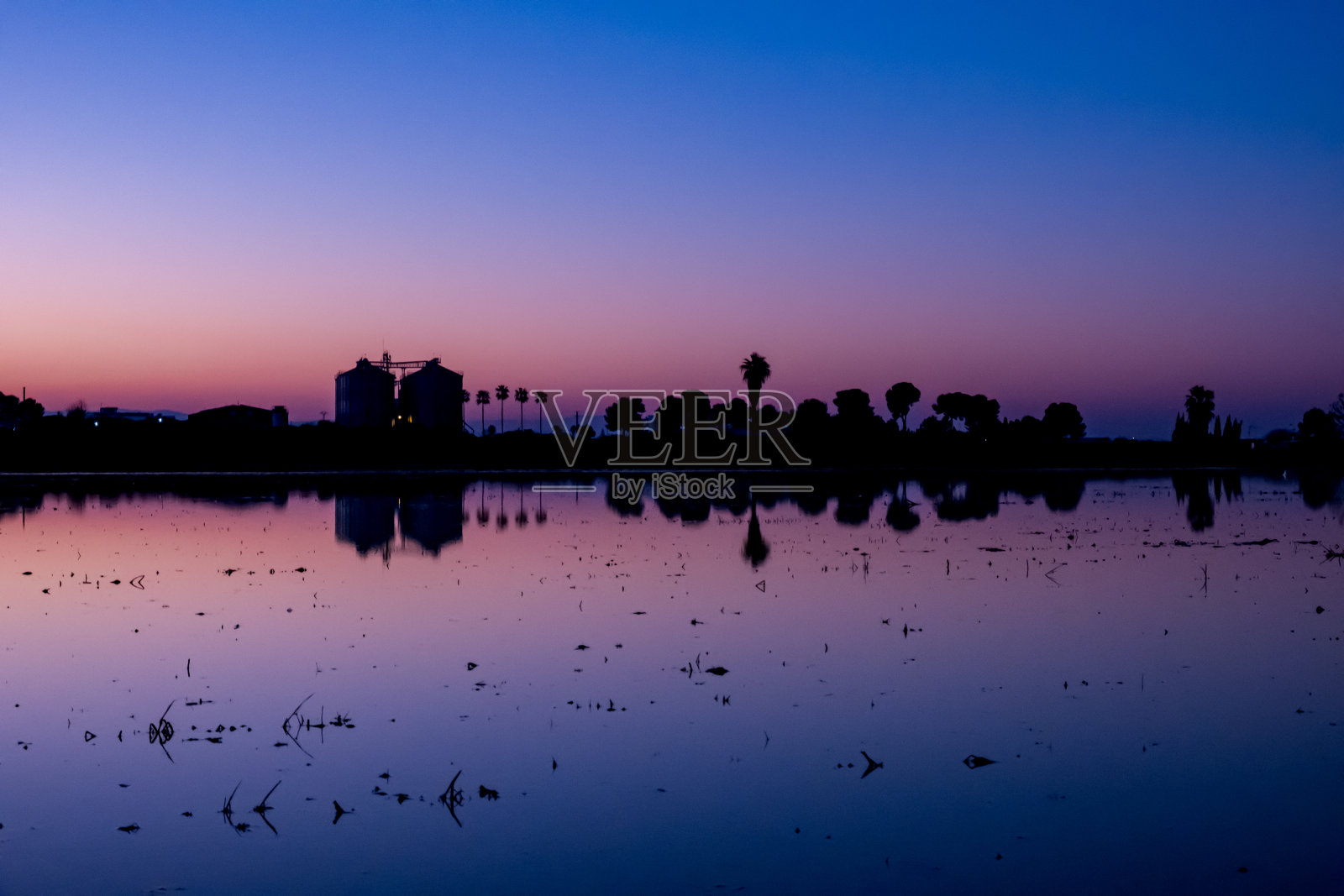 棕榈树和大米照片摄影图片
