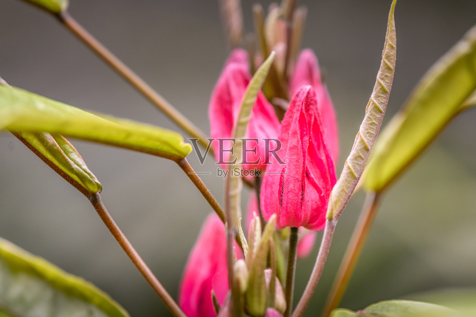 朗伍德花园的室内和室外照片摄影图片