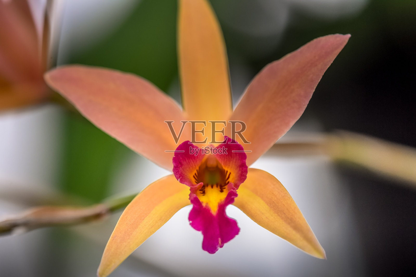 朗伍德花园的室内和室外照片摄影图片