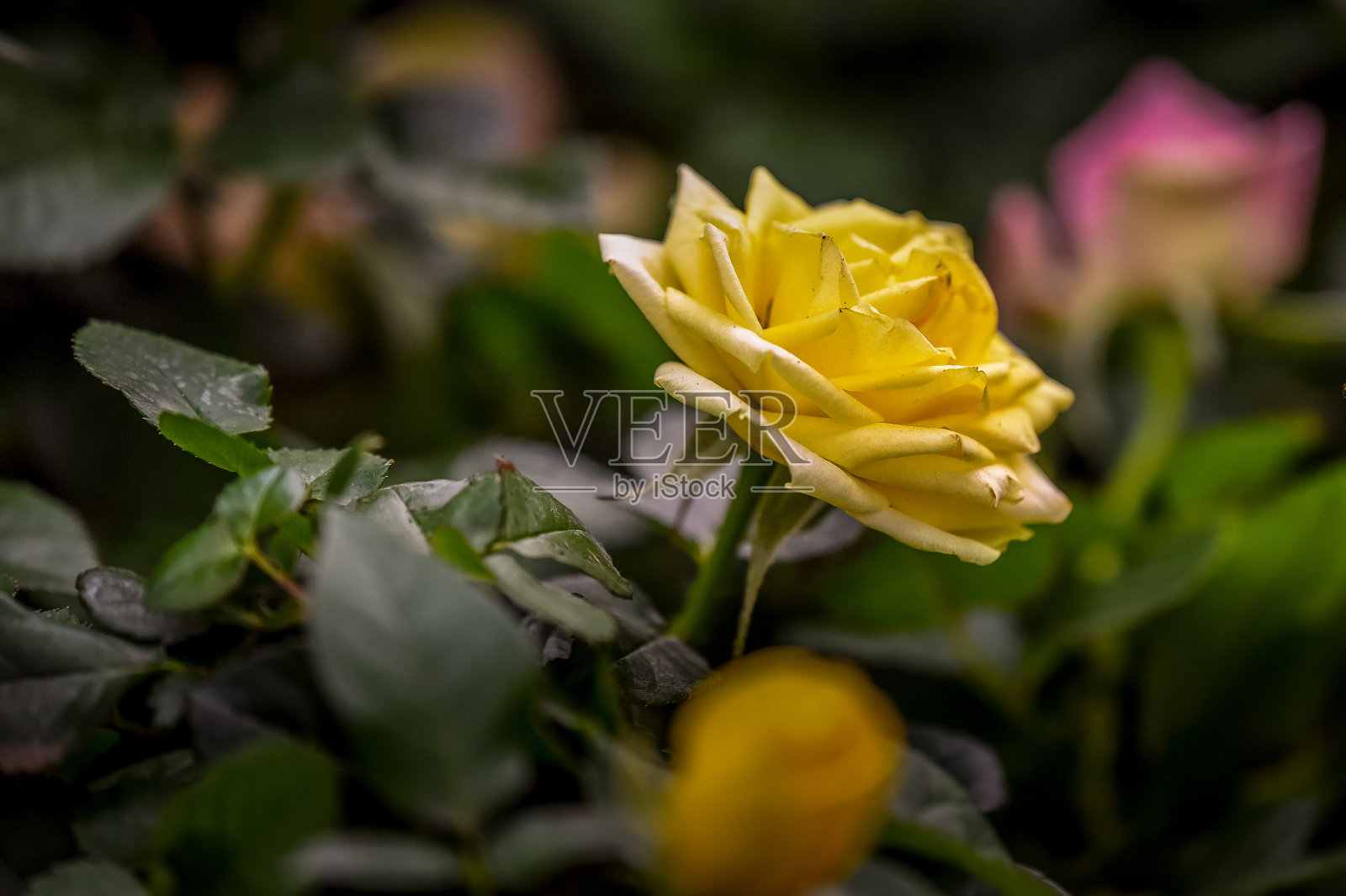 朗伍德花园的室内和室外照片摄影图片