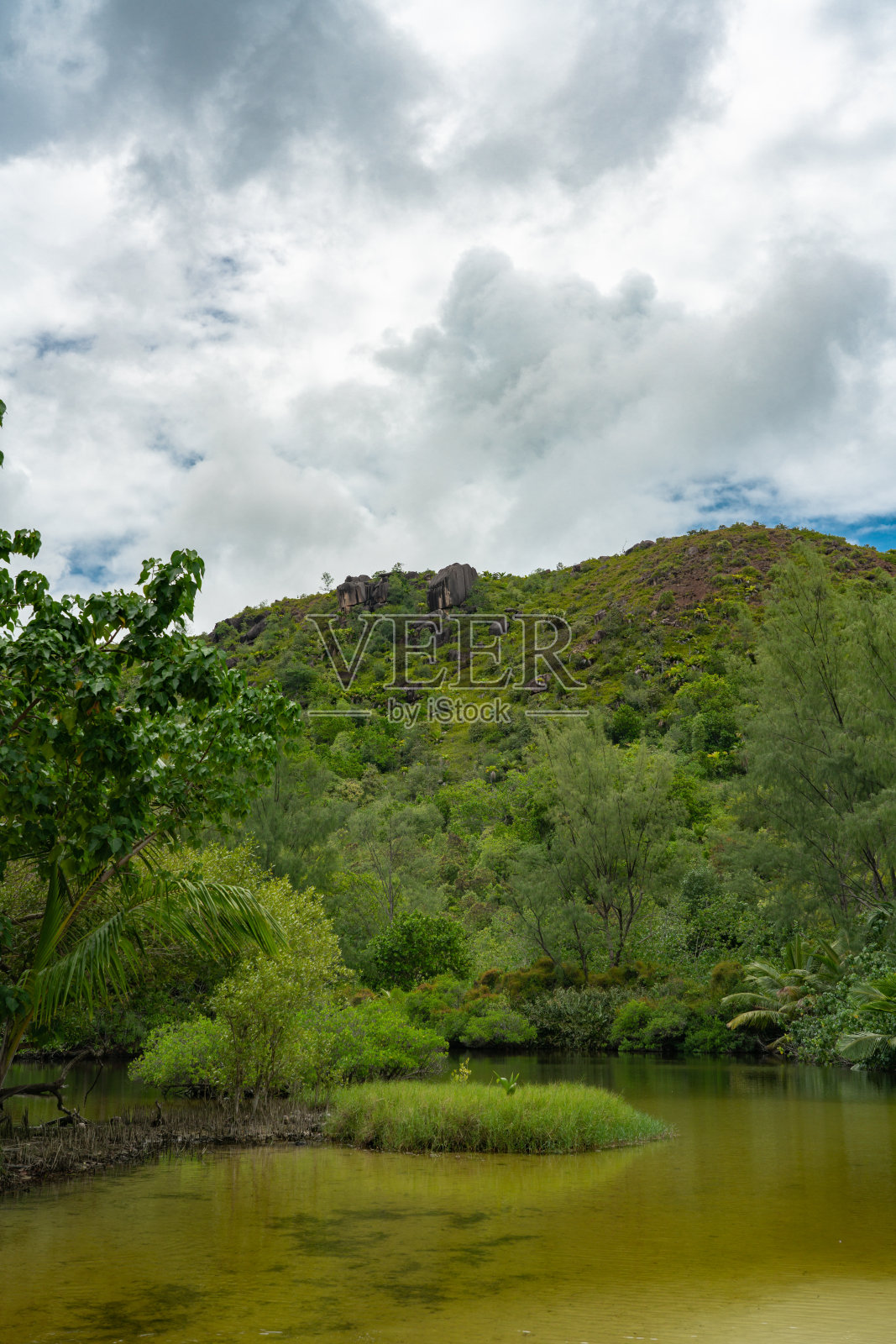塞舌尔茂密丛林中的一个池塘。照片摄影图片
