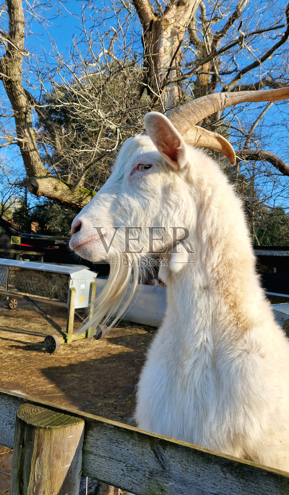白色大公山羊照片摄影图片