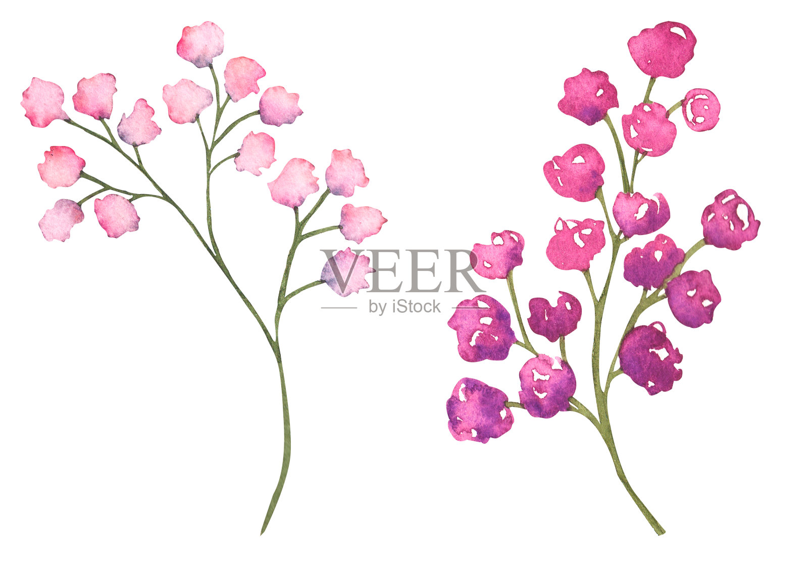 一套水彩花，手绘植物插图的花和叶子在品红的颜色。插画图片素材