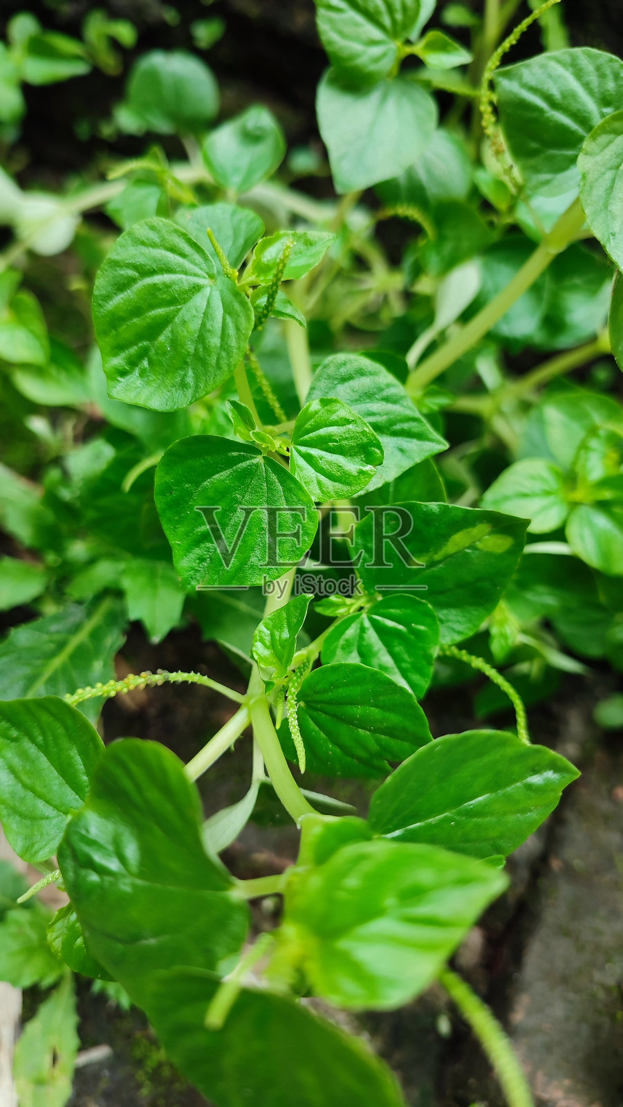 透明辣椒的特写照片摄影图片