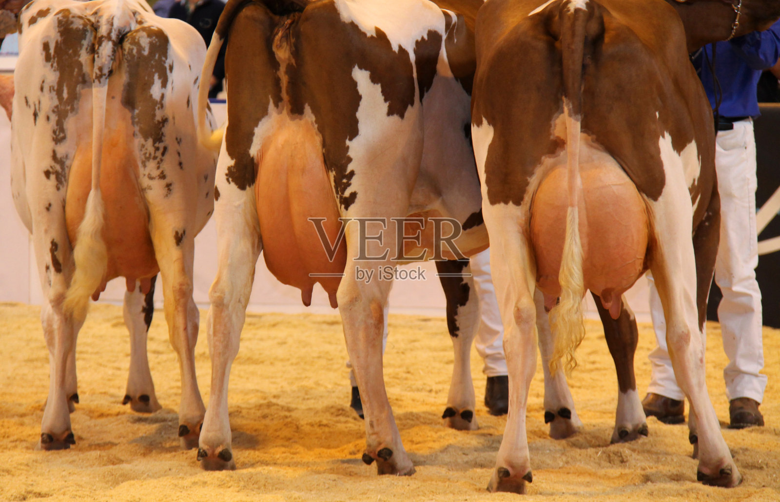 农场奶牛。照片摄影图片