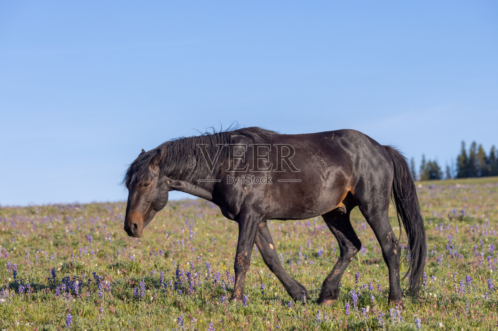 夏天在蒙大拿普赖尔山脉的野马照片摄影图片