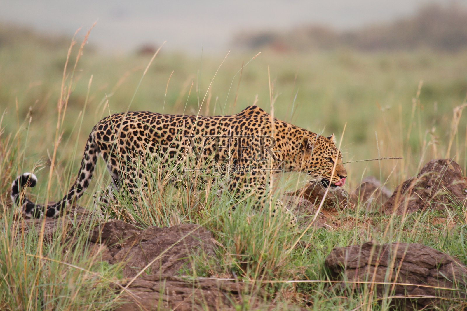 一只豹子从左向右走下岩石山坡照片摄影图片