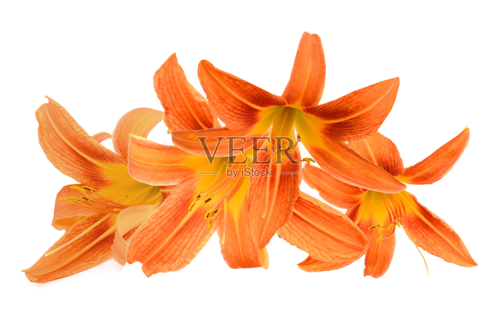 花束:黄花菜照片摄影图片